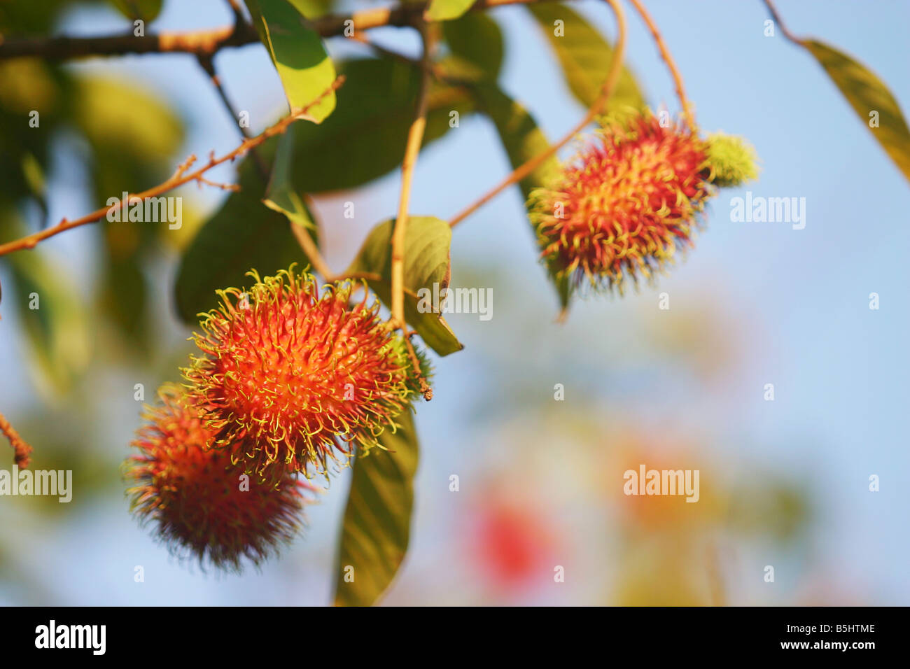 Rambutan die lokale Frucht von Malaysia Stockfoto