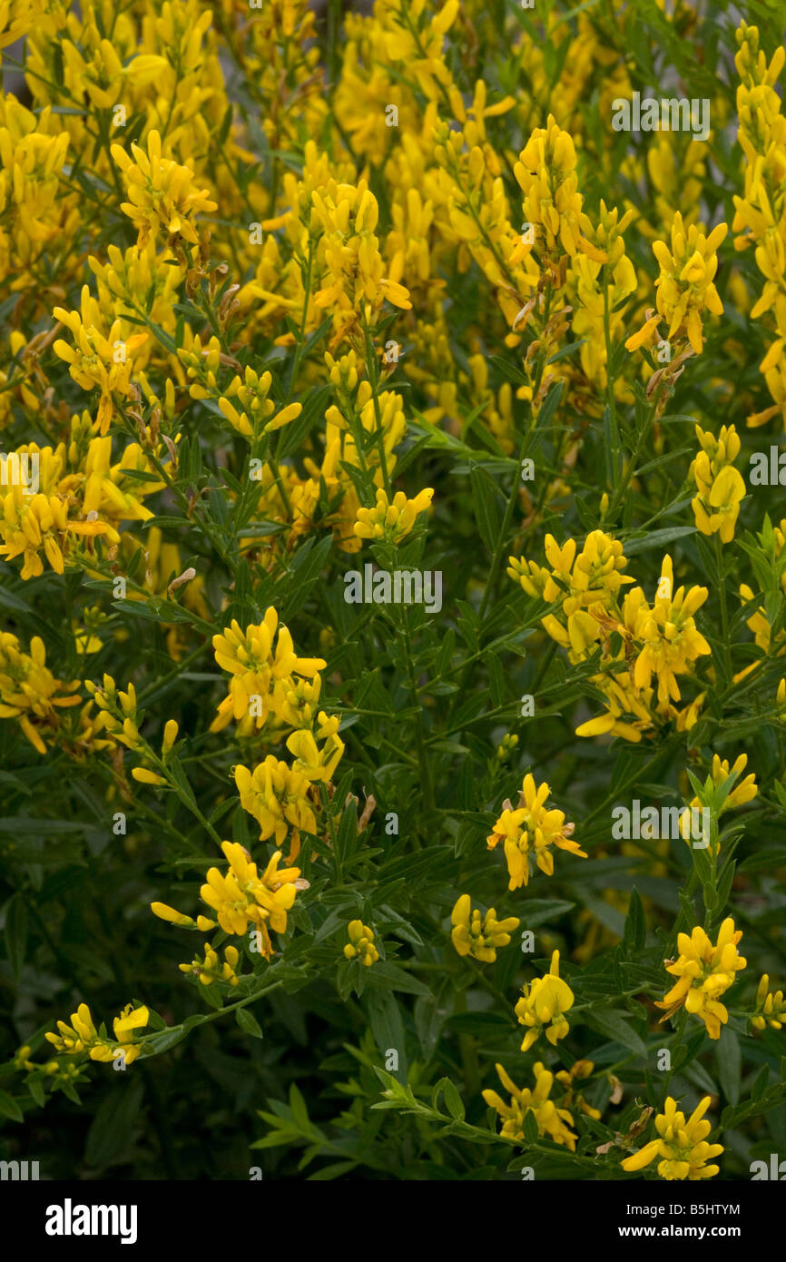 Dyer's Greenweed Genista Tinctoria in Blüte gelegentlich in alten Wiesen in UK Stockfoto