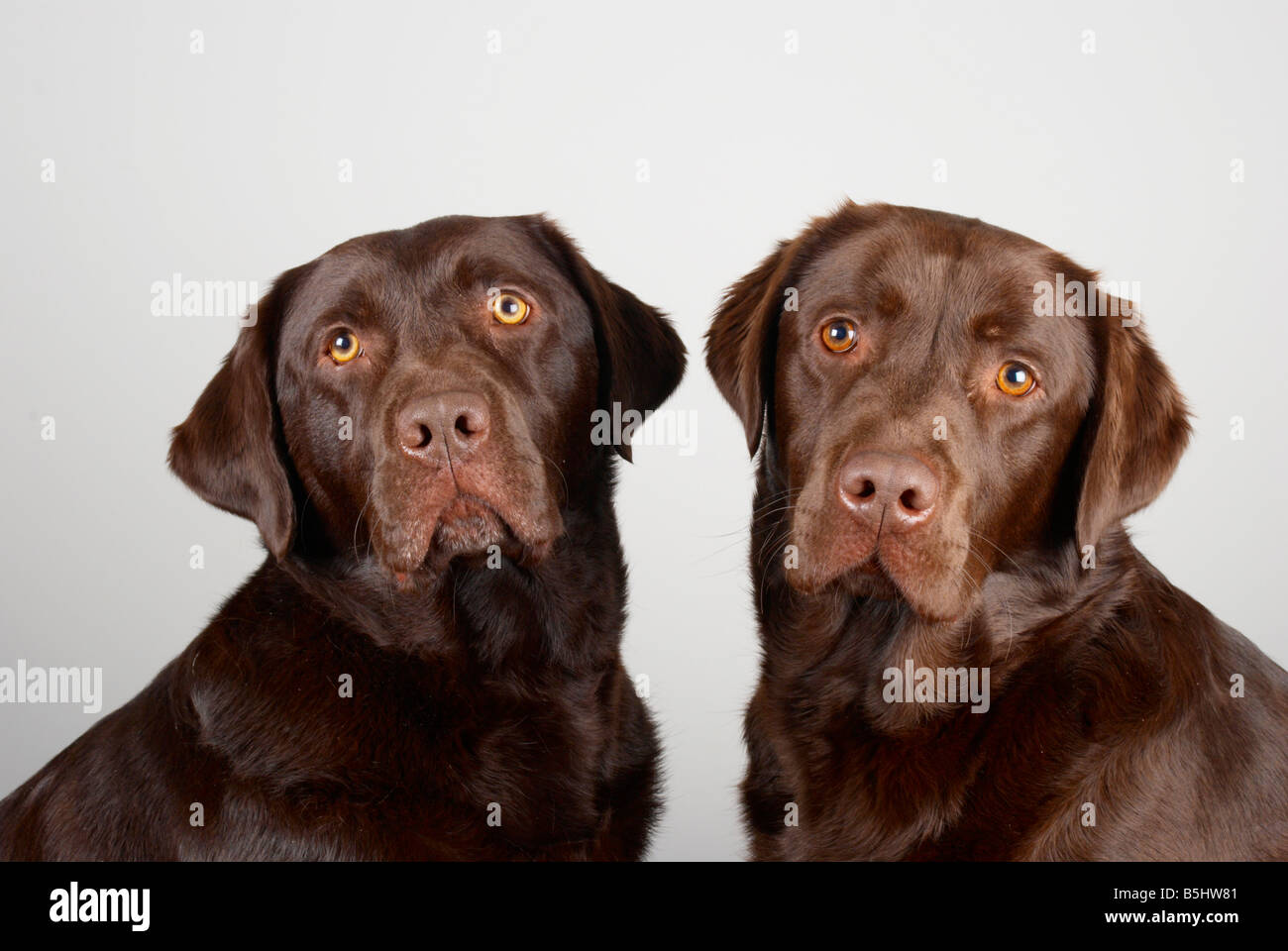 glatten Haaren chocolate Labrador retriever Stockfoto