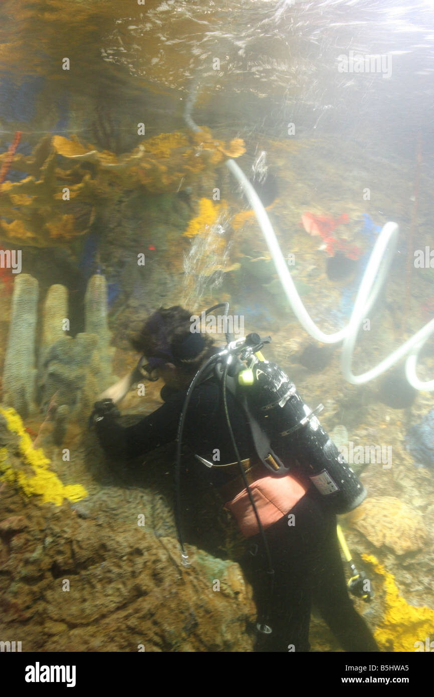 Taucher, die Reinigung eines riesigen Meerwasseraquarium Tanks - Zoo von Indianapolis Stockfoto