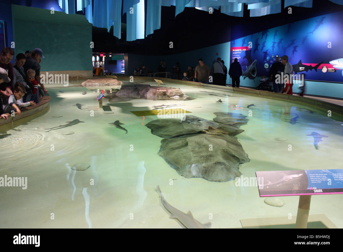 Hai touch Tank - Zoo von Indianapolis Stockfoto