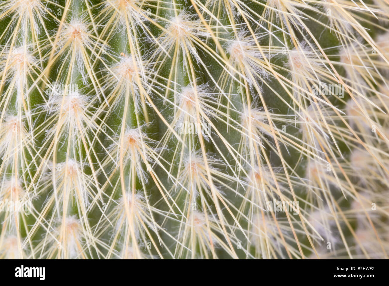 melocactus glaucescens Melocactus glaucescens SEEDS