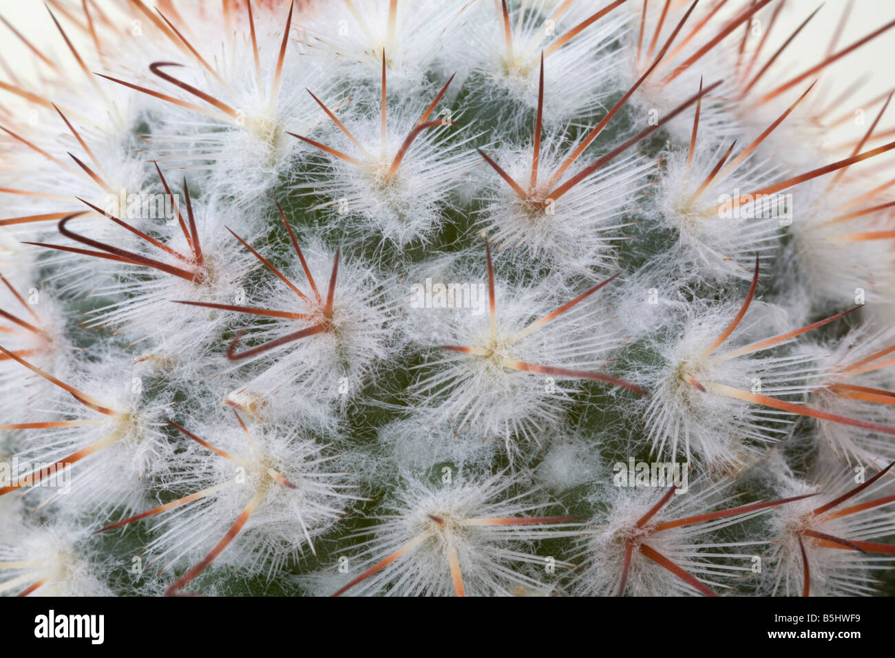 Nahaufnahme, Still Life Studio nahe die flauschigen Stacheln eines Kaktus Pflanze Mammillaria bombycina Stockfoto