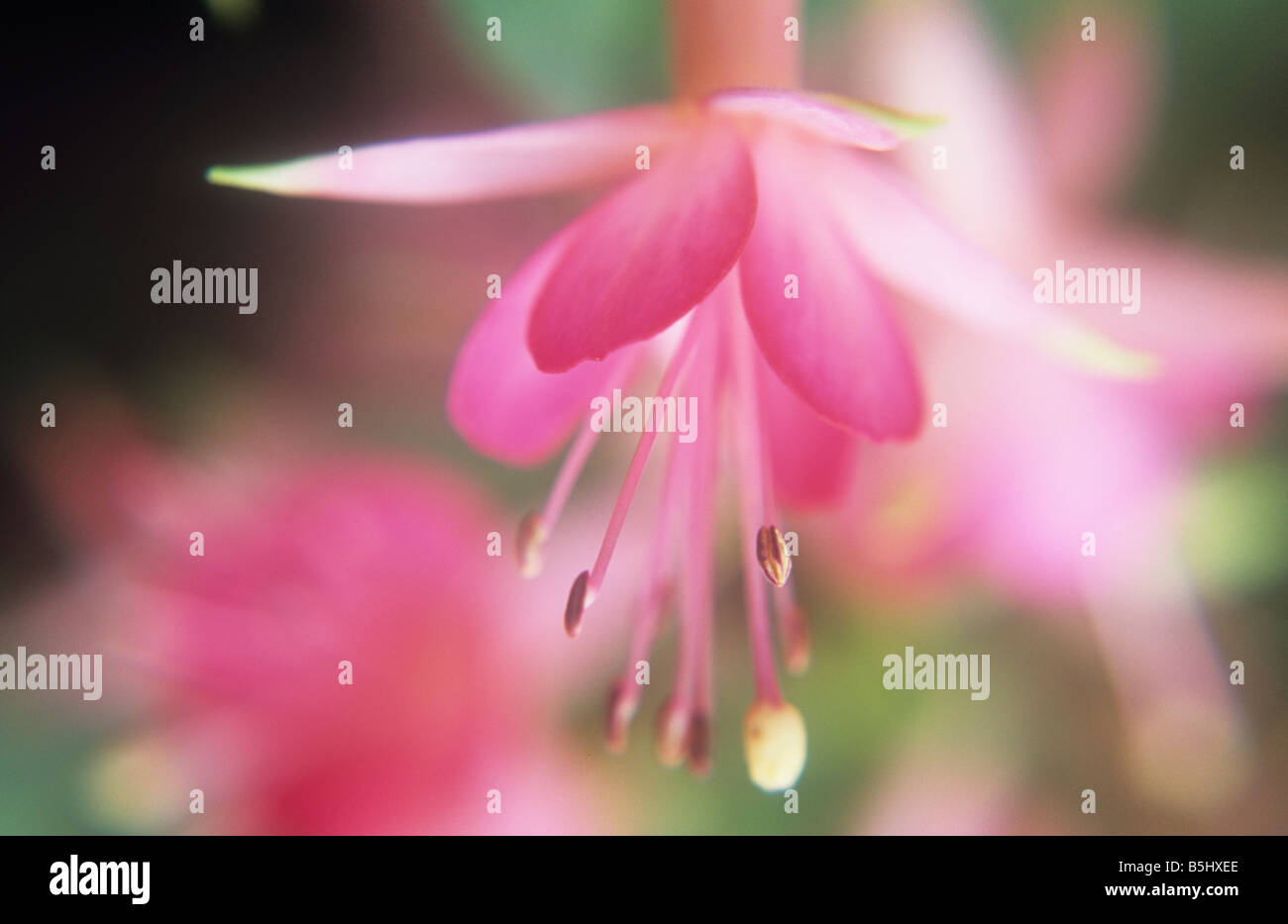 Nahaufnahme von hängenden helles und dunkles rosa Blume Fuchsia Susan Travis mit mehr Flowerheads hinter Stockfoto