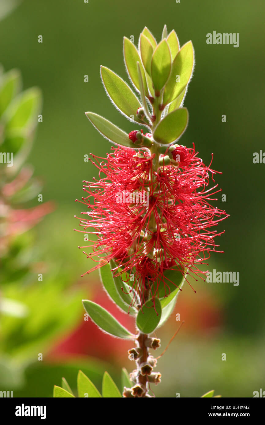 Crimson Flaschenbürste Zylinderputzer Citrinus Var splendens Stockfoto