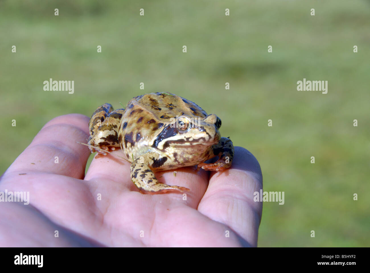 Eine kleine Kröte gefunden in einem Garten liegt in meiner hand Stockfoto