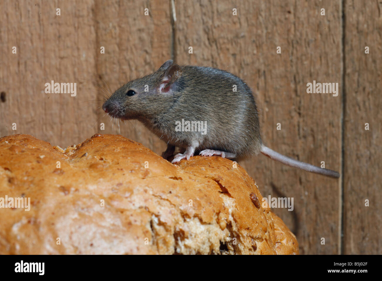 Hausmaus Mus Musculus Midlands UK Stockfoto