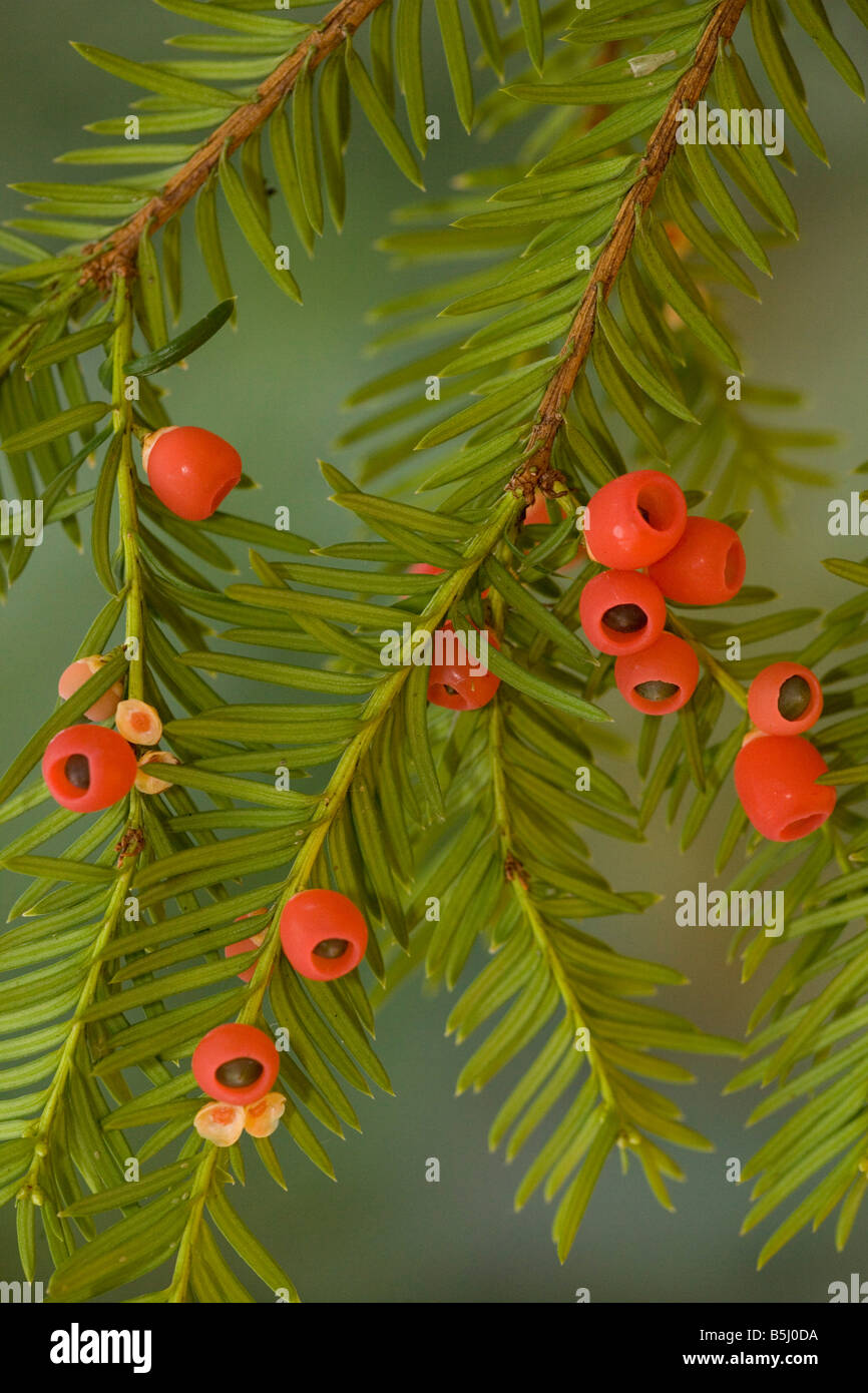 Taxus baccata yew berries red autumn evergreen autumn -Fotos und  -Bildmaterial in hoher Auflsung  Alamy