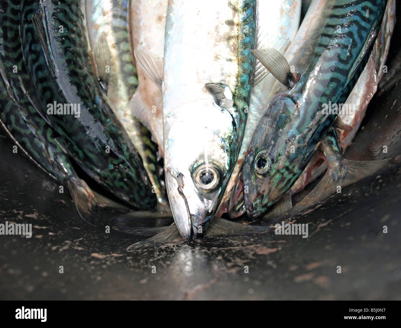 Gefangen Mackrel im Eimer Stockfoto