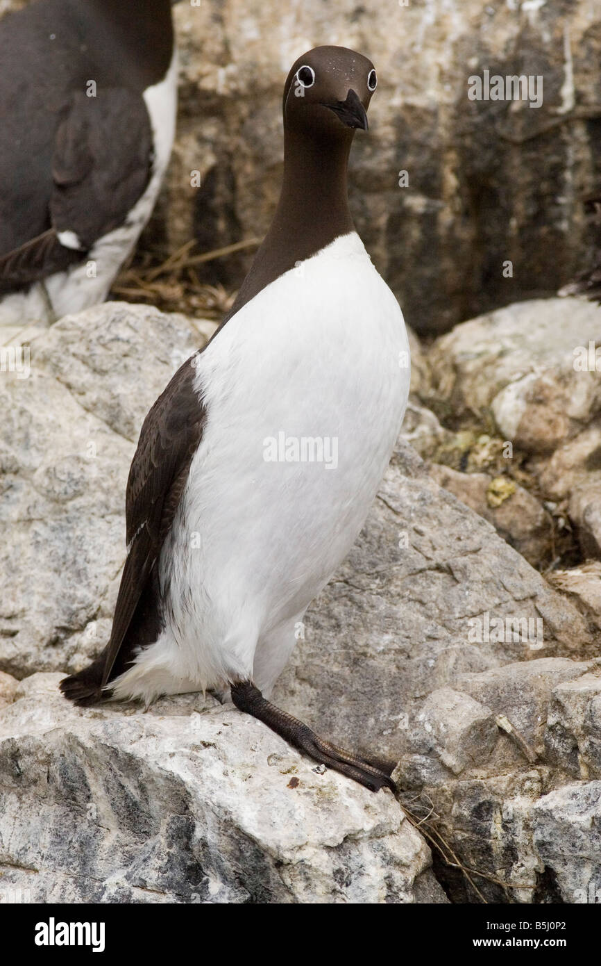 Guillemot - Uria Aalge Farne Islands Stockfoto