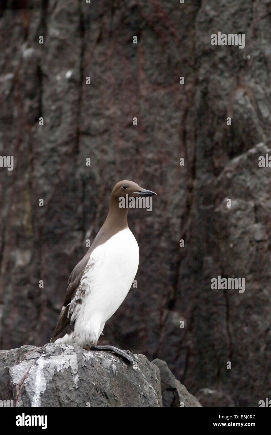 Guillemot - Uria Aalge Farne Islands Stockfoto