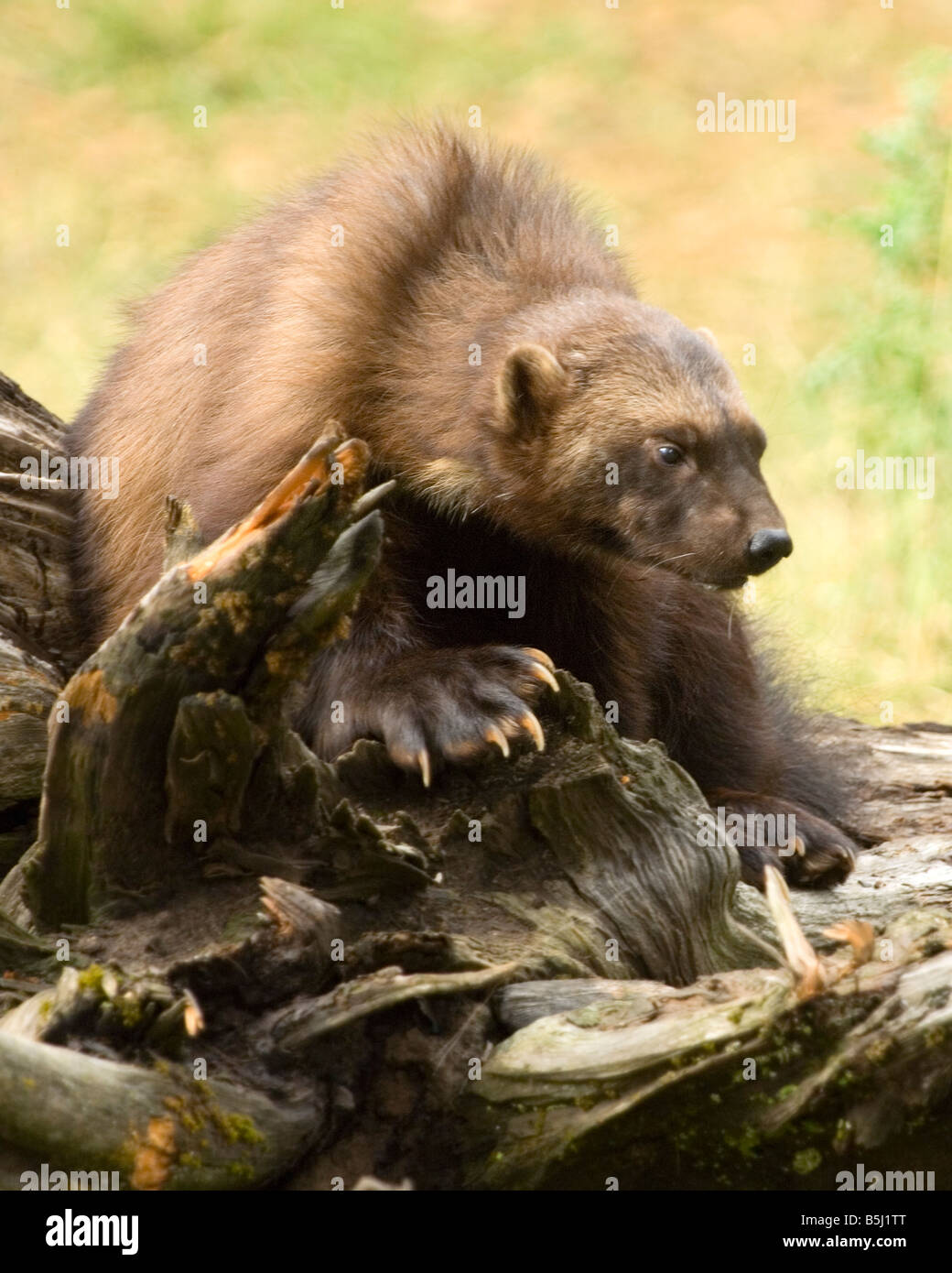 Ein Vielfraß zeigt die Krallen auf einen umgestürzten Baumstamm - kontrollierten Bedingungen Stockfoto