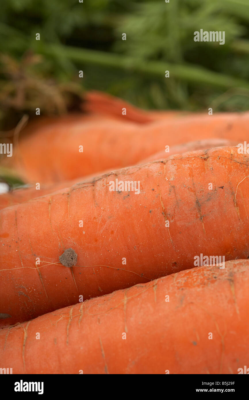Reihe von frisch gegrabene Bio-Karotten Stockfoto