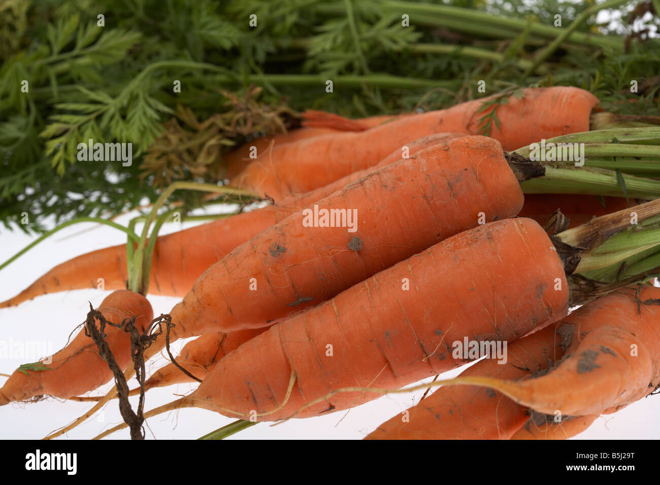 Reihe von frisch gegrabene Bio-Karotten Stockfoto