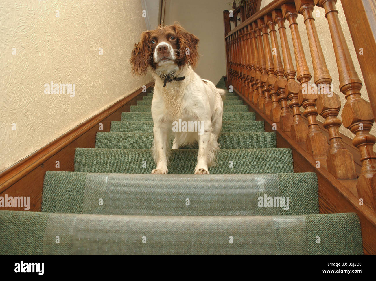 Eine Warnung Springer Spaniel sitzt auf der Treppe warten auf Gäste. Stockfoto