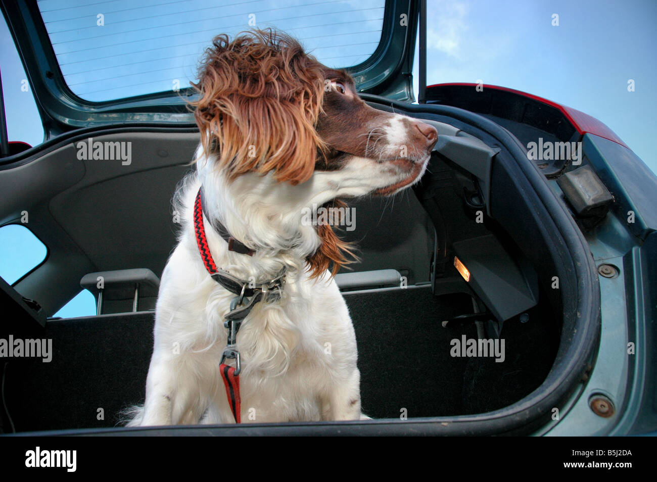 Eine Springer Spaniel sitzt im Kofferraum eines Autos.   mit dem Boot Tür zu öffnen. Stockfoto