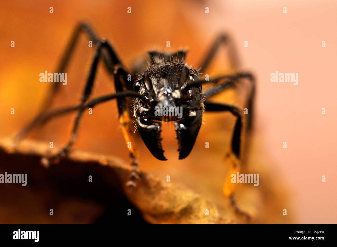 Isula oder Bullet Ant Paraponeragroße Clavata Ameise Stockfoto