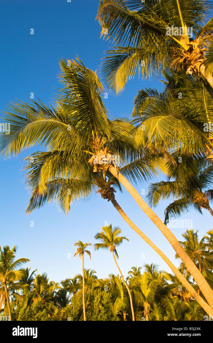 Vereinigte Staaten von Amerika Florida Florida Keys Islamorada Palmen Stockfoto