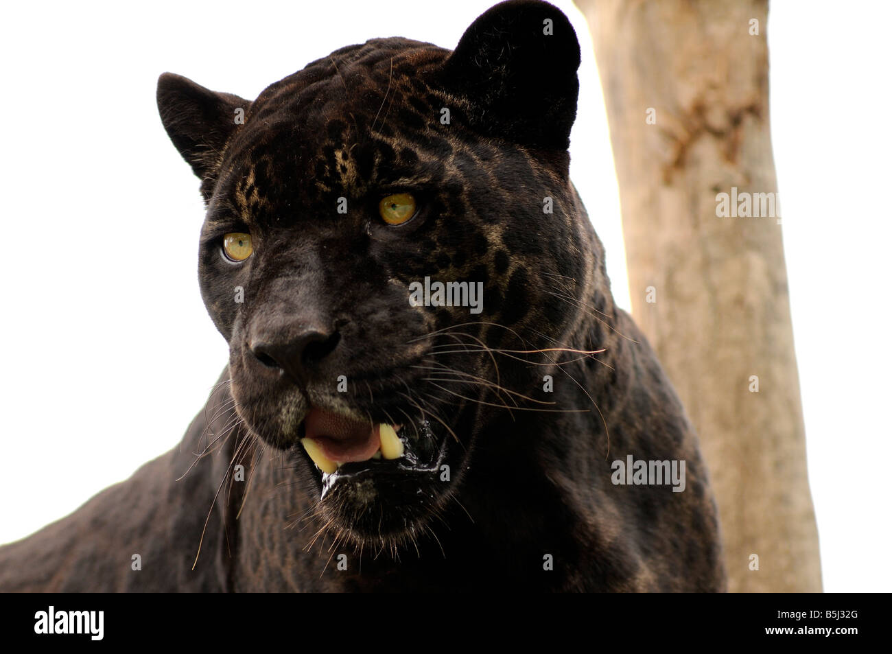 Schwarzer jaguar Stockfoto