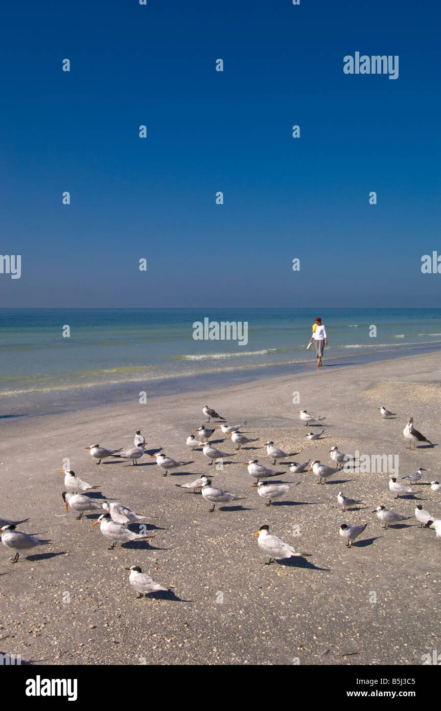 Vereinigte Staaten von Amerika Florida St.Petersburg Treasure Island beach Stockfoto