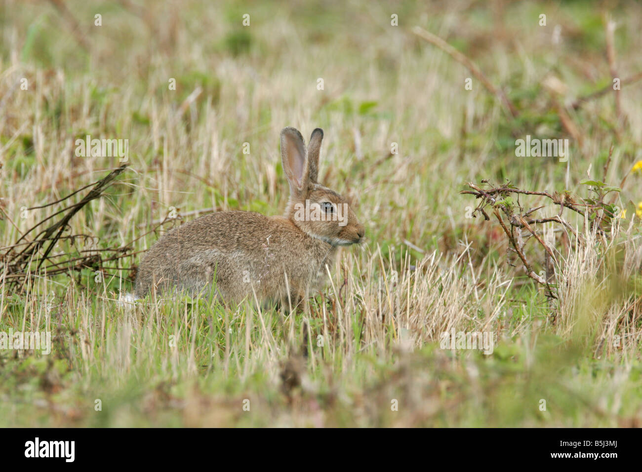 Europäische Kaninchen Oryctolagus Cuniculus alleinstehende Erwachsene sitzen Gras genommen August Minsmere Suffolk UK Stockfoto