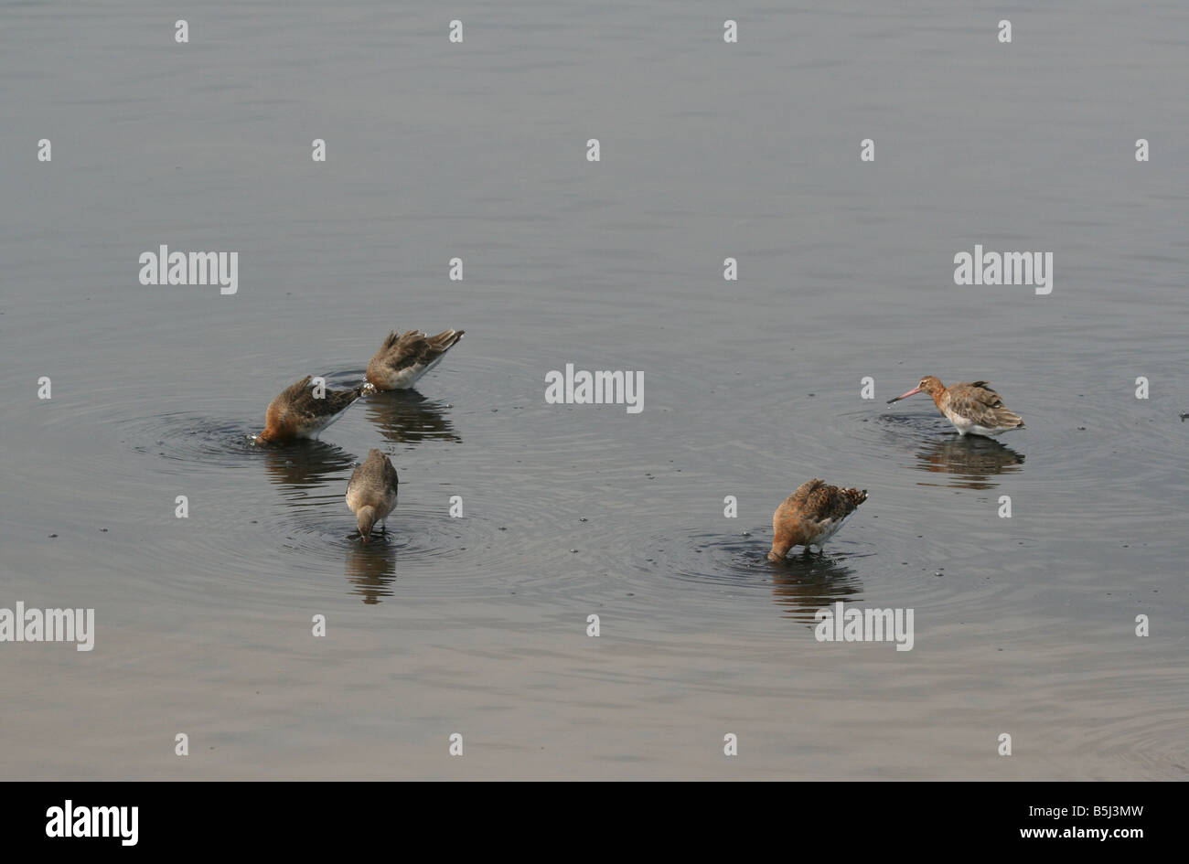 Schwarz Tailed Uferschnepfe (Limosa Limosa) Fütterung auf Lagune bei Eric Morecambe Hide, RSPB Leighton Moss, Lancashire, UK. Stockfoto