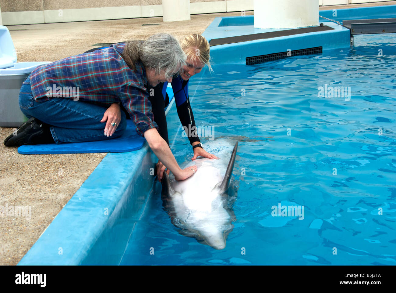 Patron und Meeressäuger Trainer reiben den Bauch ein Atlantic Flasche Nase Delphin am Texas State Aquarium pool Stockfoto