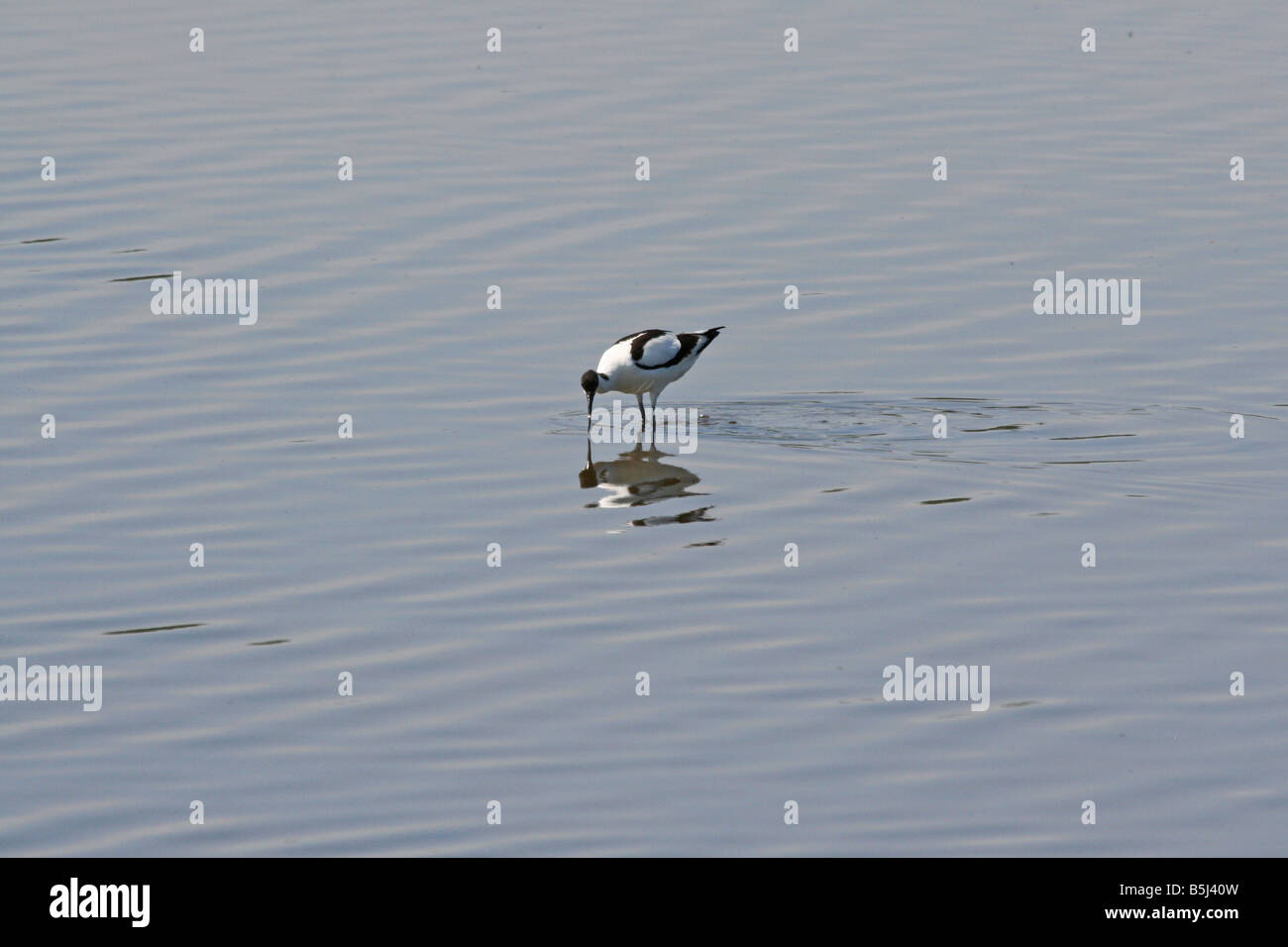 Säbelschnäbler (Recurvirostra Avosetta) Fütterung in Lagune bei Eric Morecambe Hide, RSPB Leighton Moss, Lancashire, UK. Stockfoto