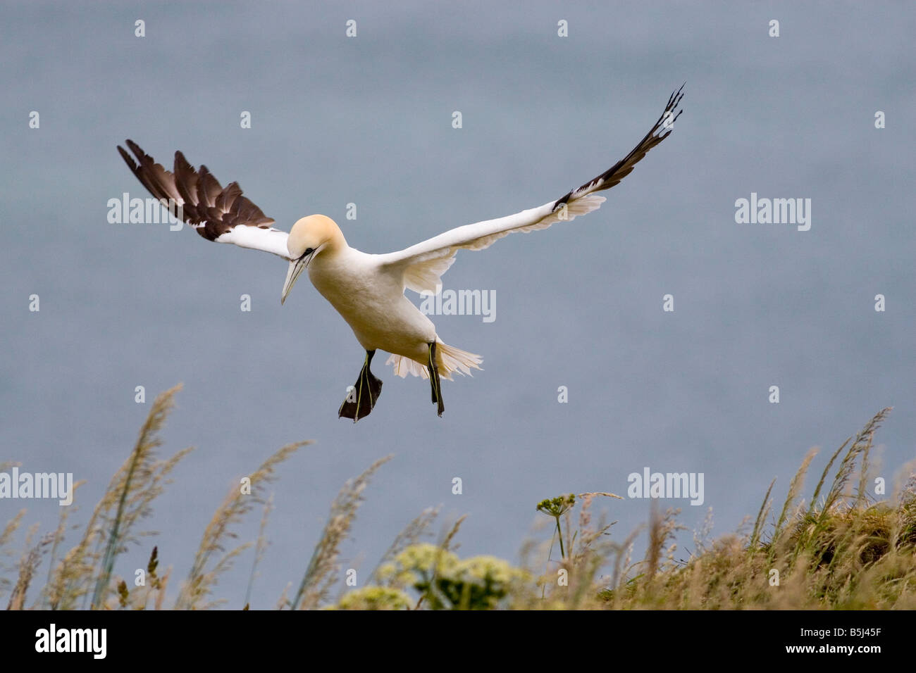 Tölpel - Sula Bassana Landung Stockfoto