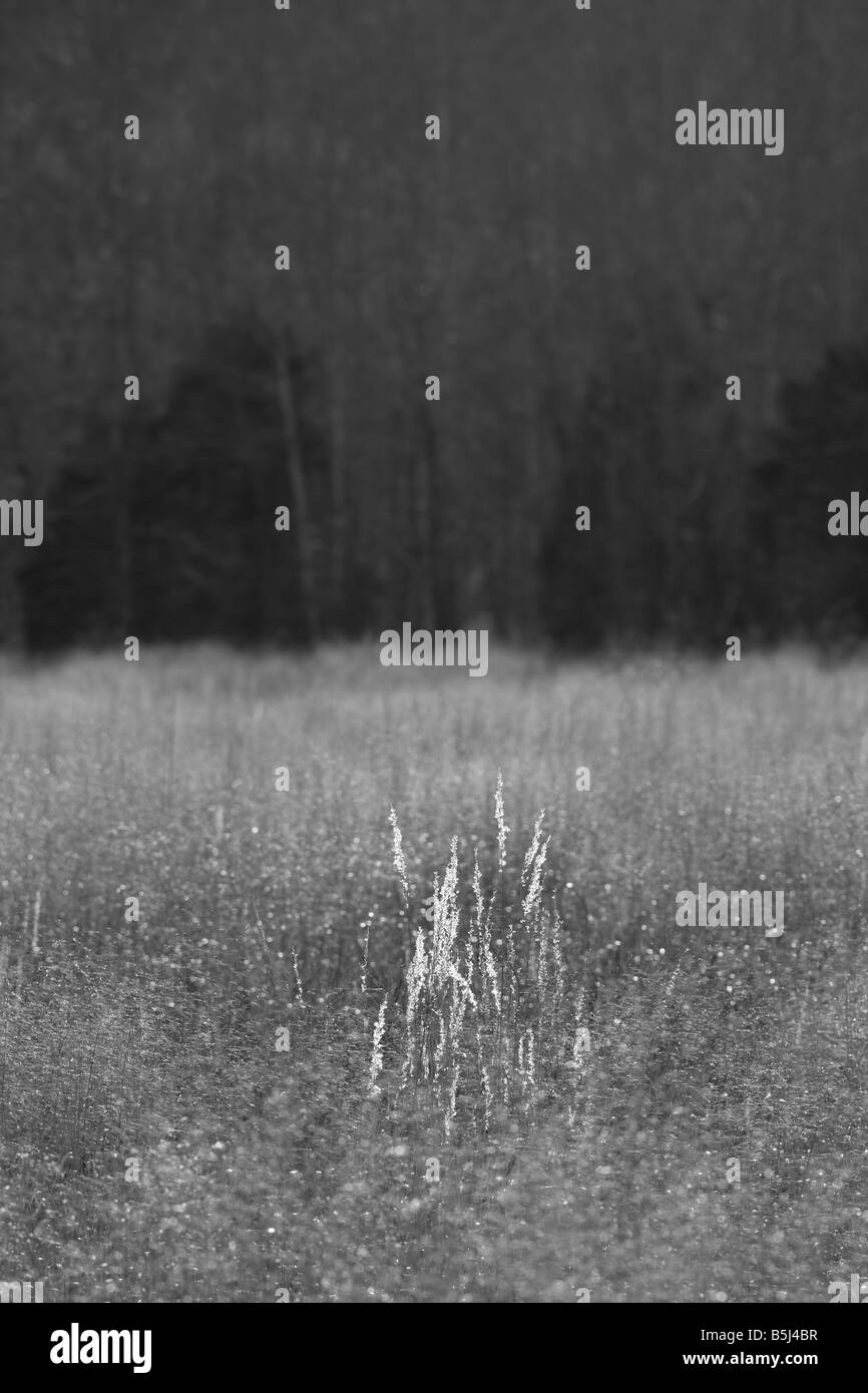 Hinterleuchtete indische Rasen steht hoch auf einem Gebiet der Rutenhirse und andere warme Jahreszeit-Gräser in Deerfield Valley-Virginia Stockfoto