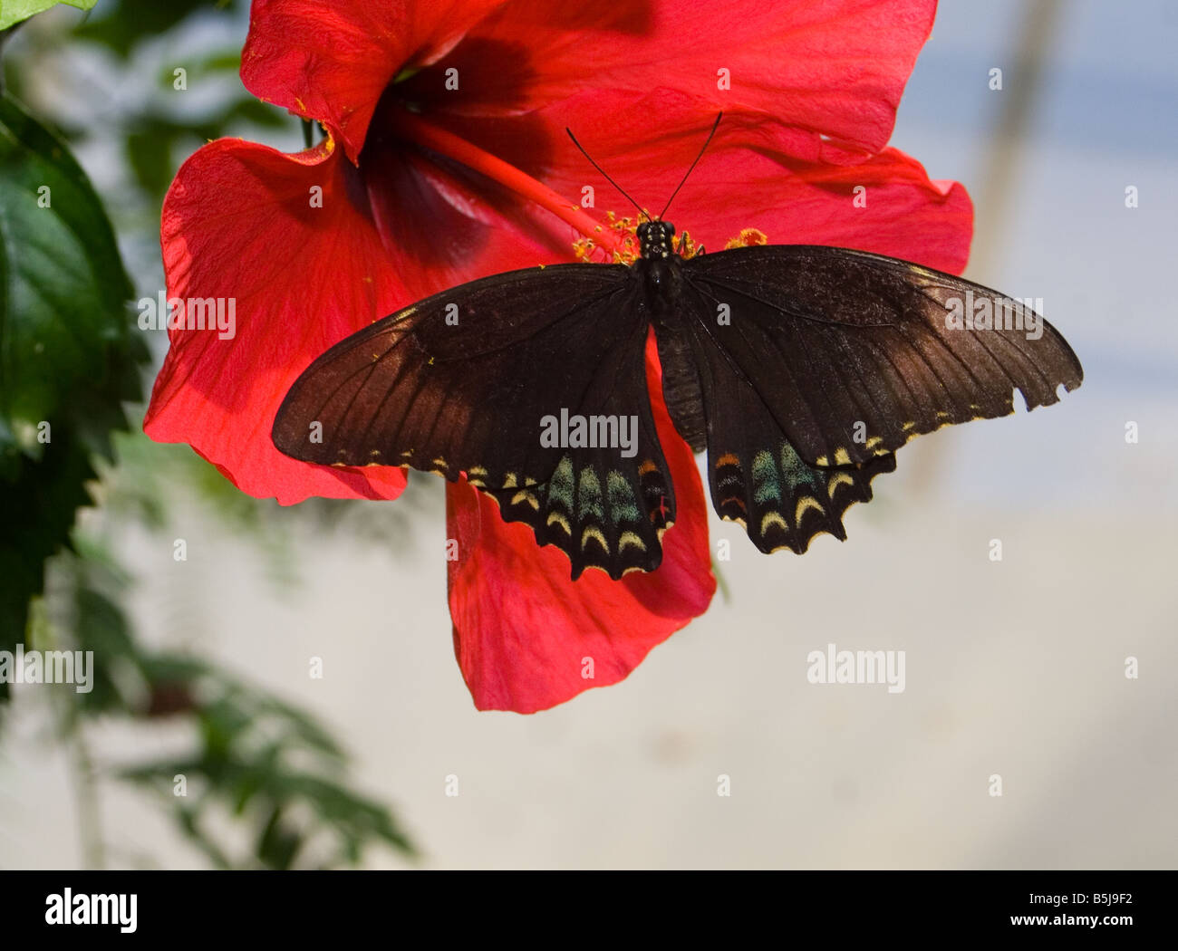 Scharlachroter Schwalbenschwanz Schmetterling Juni 2006 Stockfoto