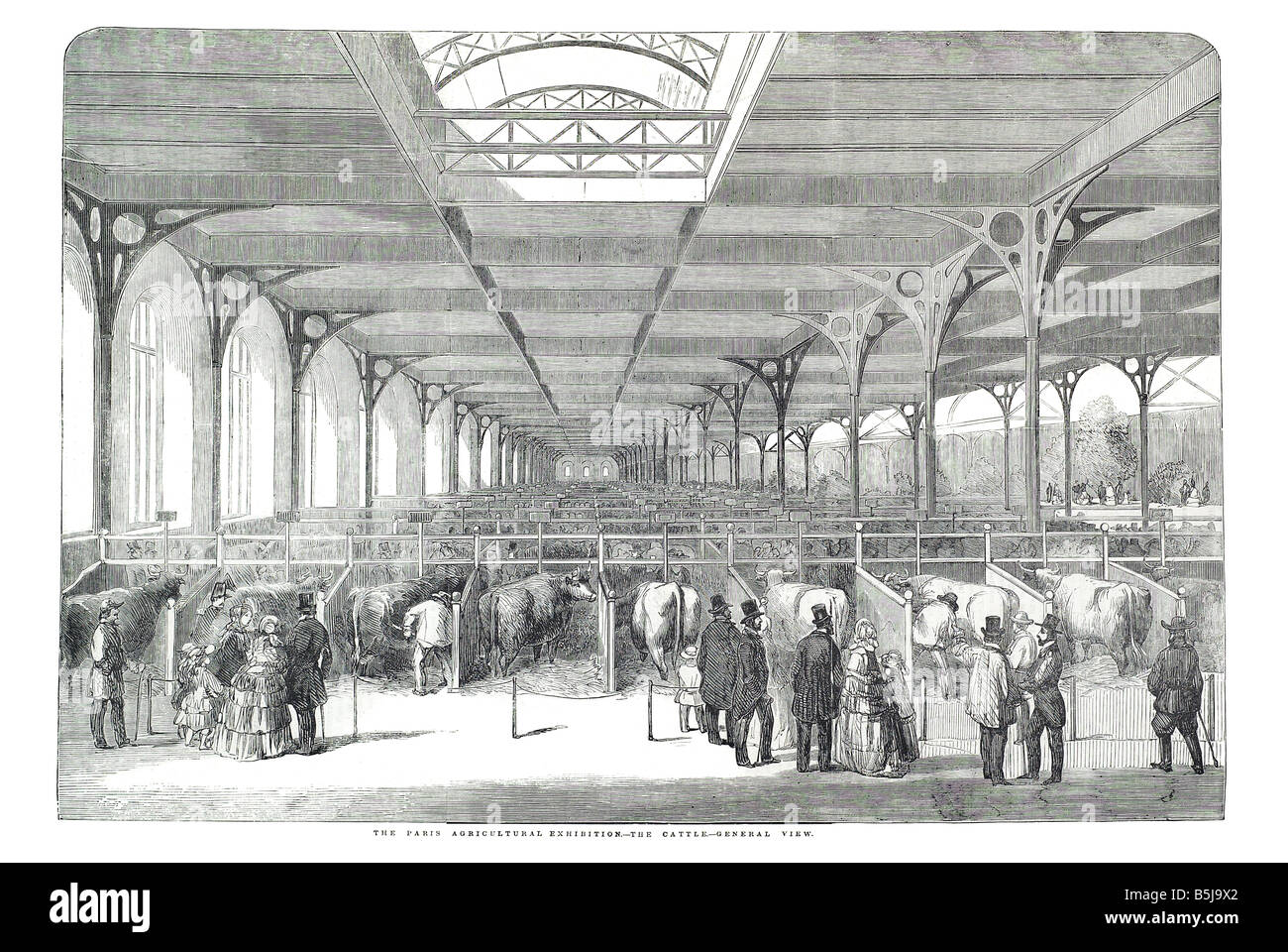 Die Paris-Landwirtschaftsausstellung, die das Vieh allgemeine 21. Juni 1856 die Illustrated London News-Seite 676 anzeigen Stockfoto