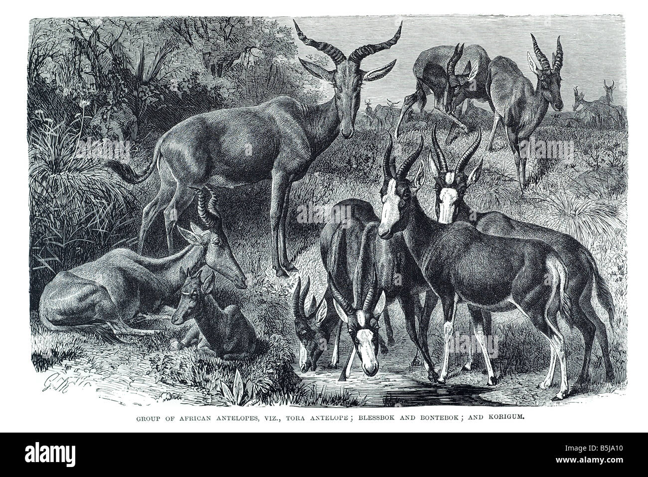 Antilope Wiederkäuern Horntiere sogar-toed ungulates.hoofed Säugetier Stockfoto