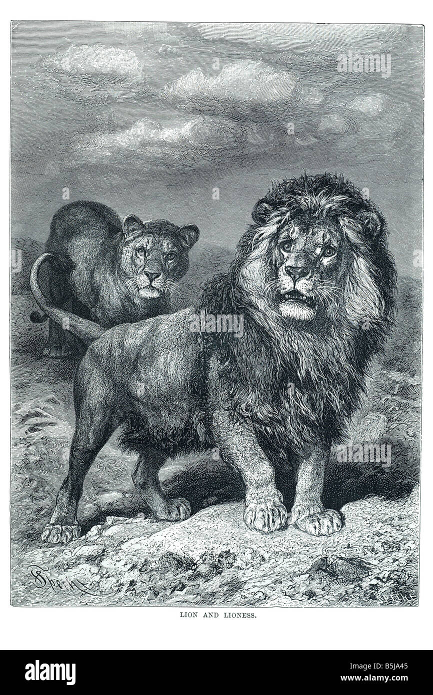 Löwe Löwin Raubkatze Stockfoto