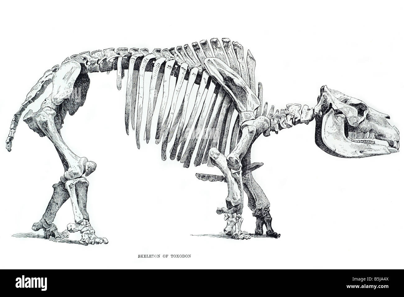 Toxodon Profil Stockfoto
