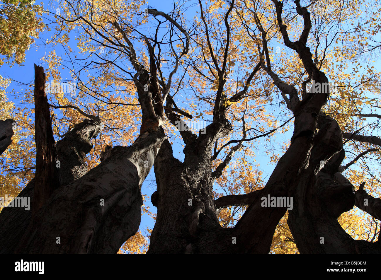 Alte, sehr großen Ahornbaum am Asbury Woods Nature Center, Erie, Pennsylvania, USA. Stockfoto