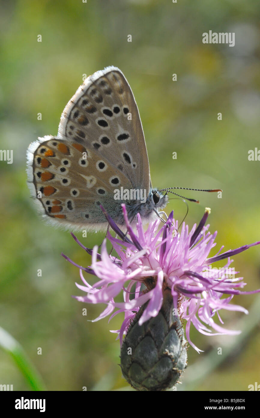 Licenide Schmetterling Berg Lepidotteri Ropaloceri Farfalle Diurne Prato Prateria Alpina Parco Nazionale Gran Paradiso Valle d A Stockfoto