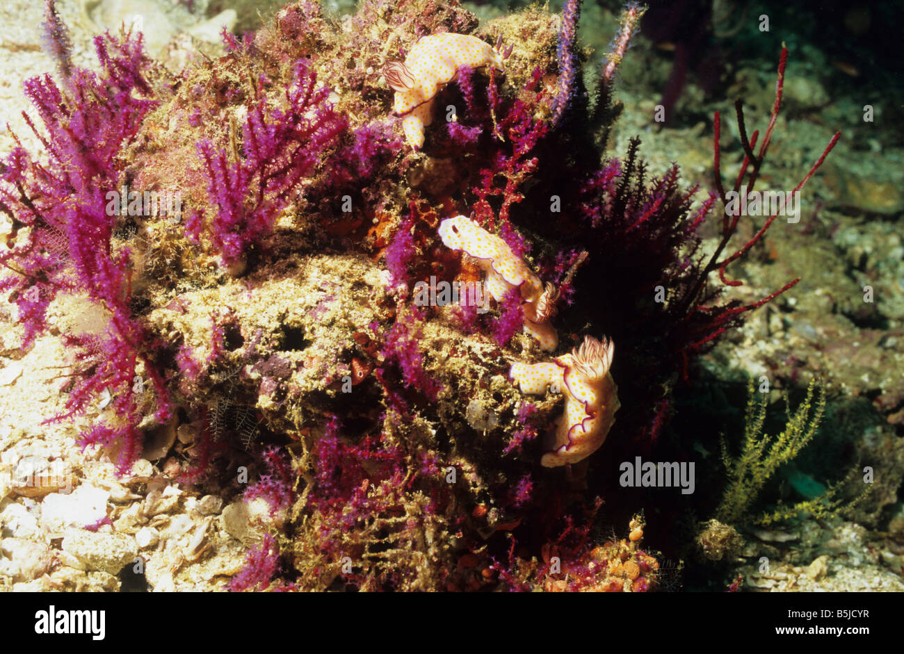 Drei Nacktschnecken am Riff vor Limah Rock Oman. Chromodorididae. Ceratosoma Tenue. Leben im Meer von Oman. Halbinsel Musandam. Stockfoto