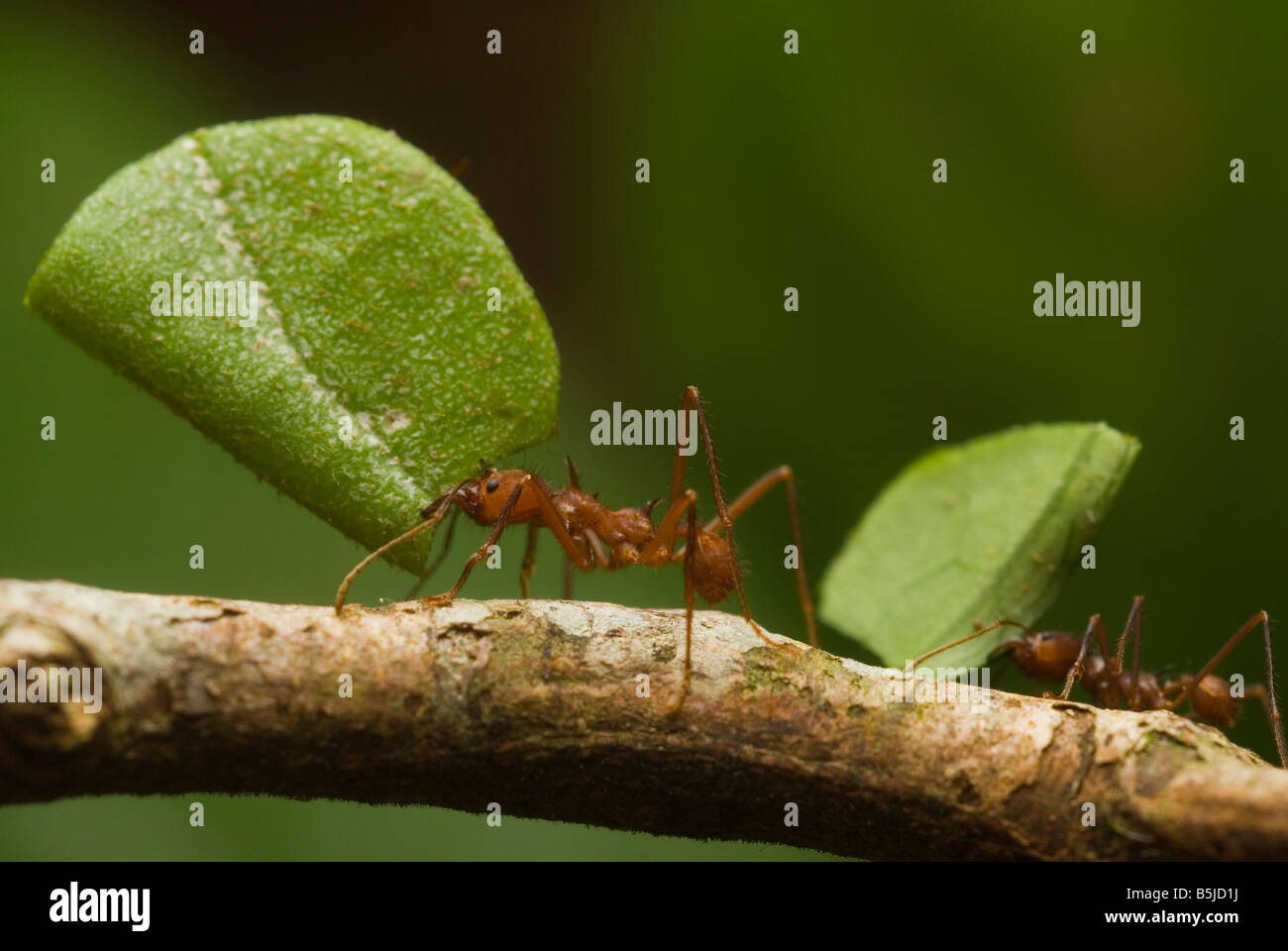 Blatt-Scherblock Ameise tragen Blatt Stockfoto