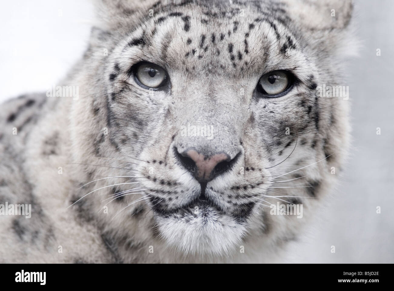 SNOW LEOPARD Panthera uncia Stockfoto