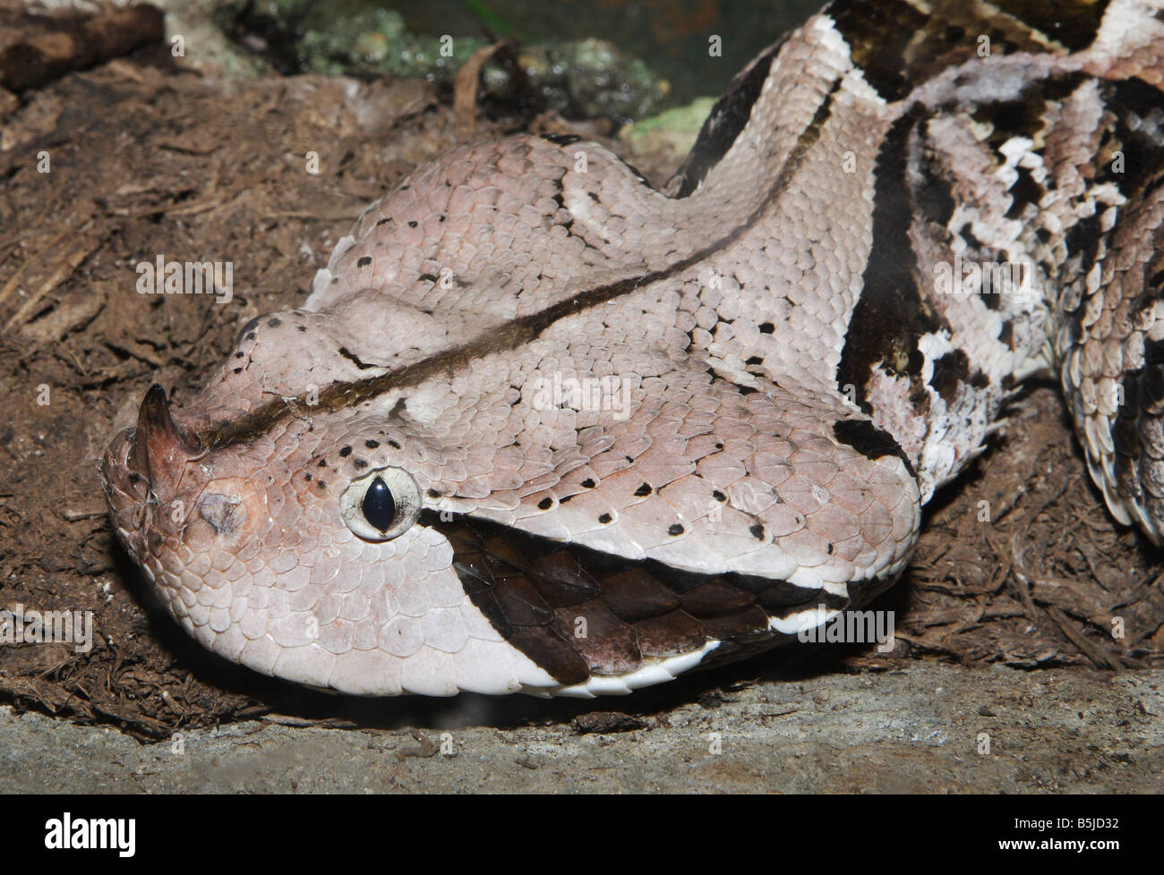 Das Gesicht und Horn der tödlichen westafrikanischen Gabun Viper Stockfoto