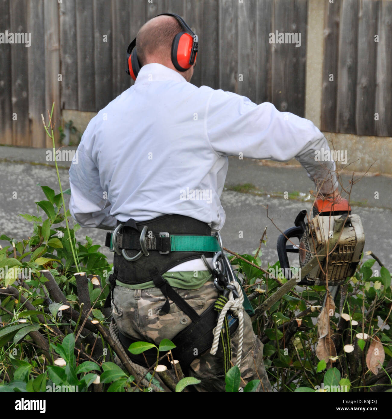 Rückansicht des Verbots Arbeiten mit Motorsäge in hohen Laurel garten Hecke zurück Höhe der Äste zu beschneiden teilweise überhängenden Pflaster Stockfoto