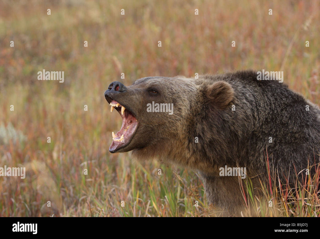 Grizzly bear Stockfoto