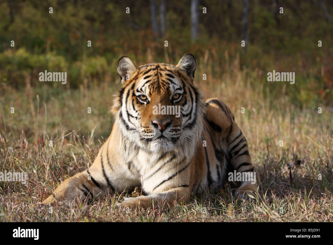 Tiger Stockfoto