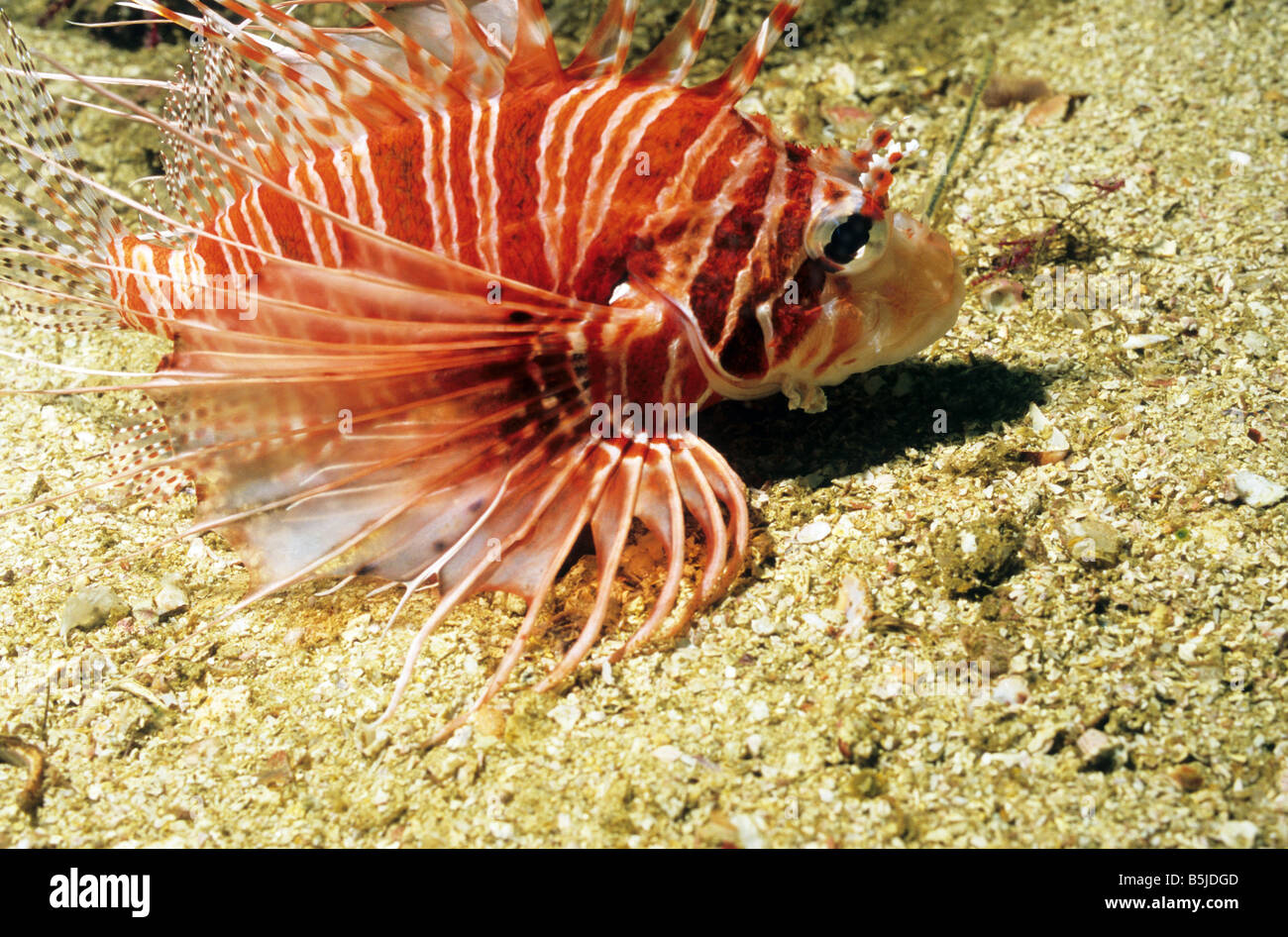 Feuerfische. Familie: Scorpaenidae. Pterois Volitans. Unterwasser im Oman. Leben im Meer von Oman. Halbinsel Musandam. Stockfoto