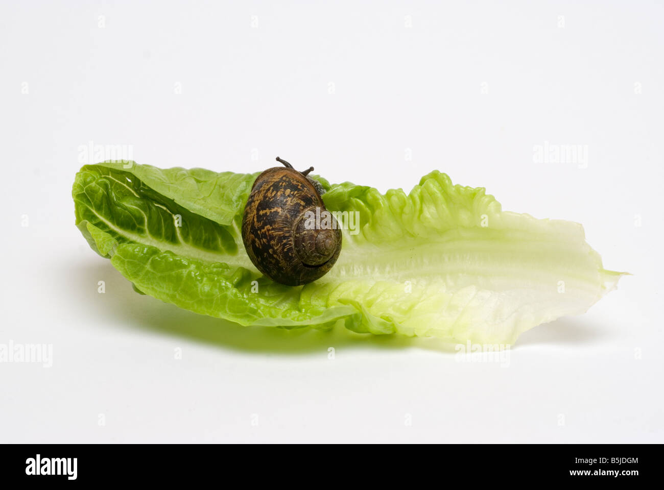 Schnecke auf Salat Stockfoto