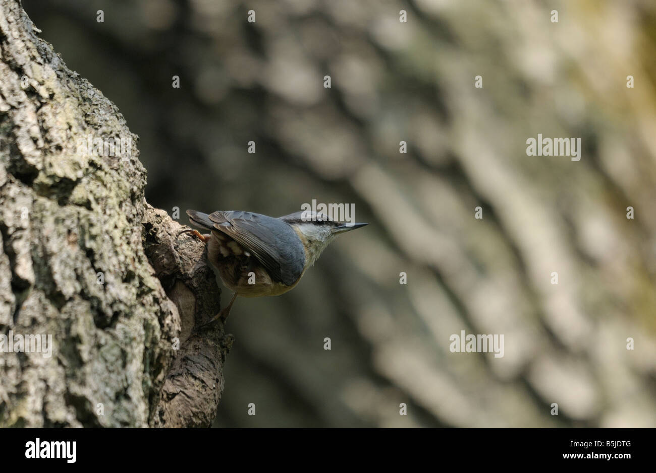 Kleiber in der Nähe von Nistplatz Stockfoto