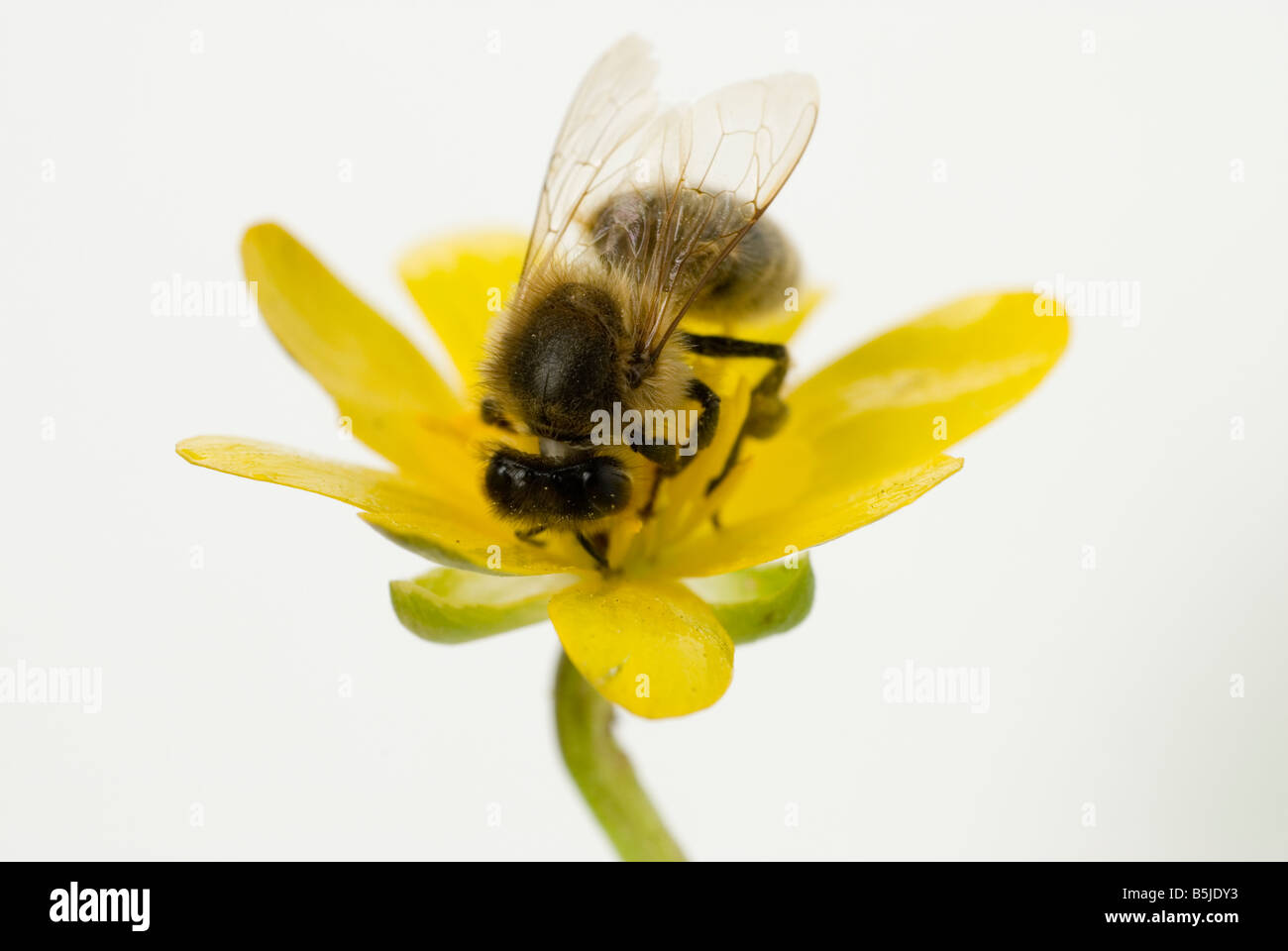 Honigbiene Apis Mellifera auf Blume Biene Stockfoto
