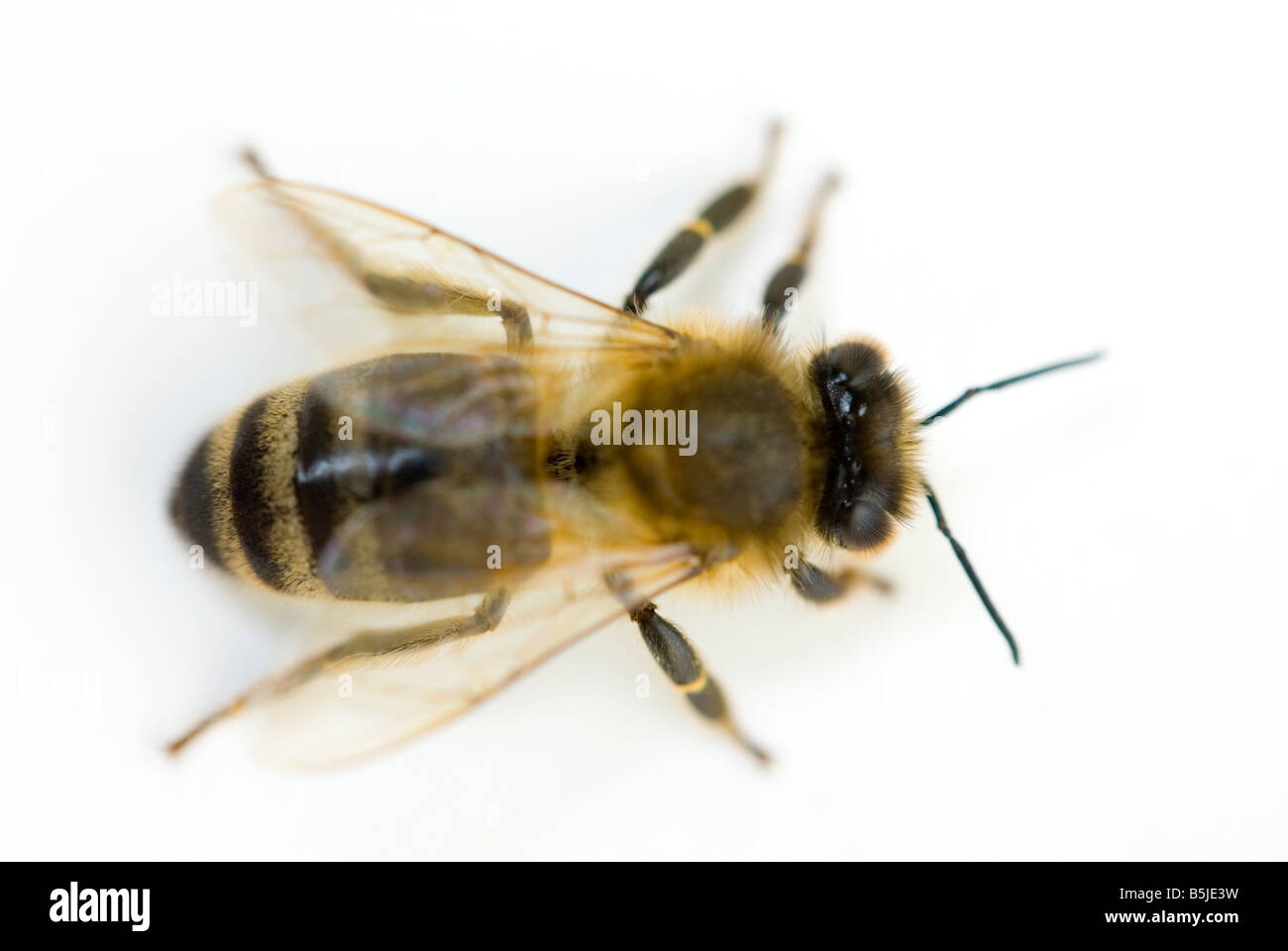Honigbiene Apis mellifera Stockfoto