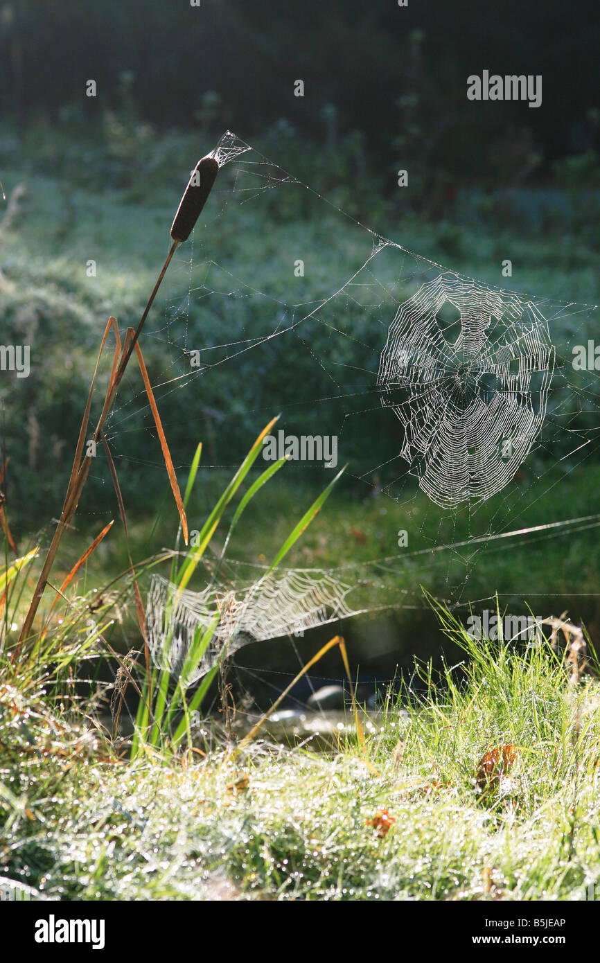 Hinterleuchtete Spinnennetz Attatched, große Reedmace (Typha Latifolia) Stockfoto